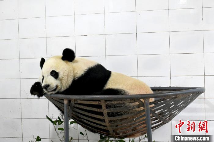 Beibei, a giant panda living in the United States, returned to China Giant Panda Protection and Research Center.